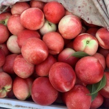 中藥材市場動態(tài) 柴胡批發(fā)價格分析及一手貨源供應(yīng)指南